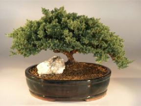 Juniper Bonsai Tree<br><i>(juniper procumbens 'nana')</i>