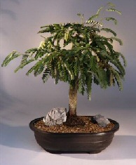 Tamarind  Bonsai Tree<br><i>(tamarindus indica)</i>