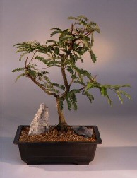 Tamarind  Bonsai Tree<br><i>(tamarindus indica)</i>