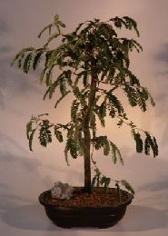 Tamarind  Bonsai Tree<br><i>(tamarindus indica)</i>