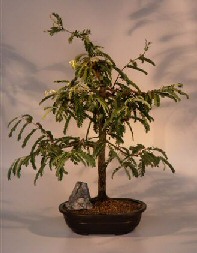 Tamarind  Bonsai Tree<br><i>(tamarindus indica)</i>