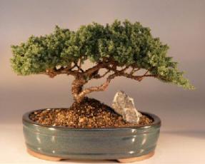 Juniper Bonsai Tree<br><i>(juniper procumbens 