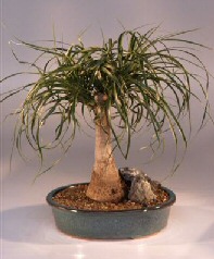 Pony Tail Palm Bonsai Tree<br><i>(beaucamea recurvata)</i>