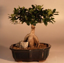 Ginseng Ficus Bonsai Tree<br><i>(Ficus Retusa)</i>