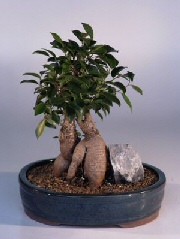 Ginseng Ficus Bonsai Tree<br><i>(Ficus Retusa)</i>