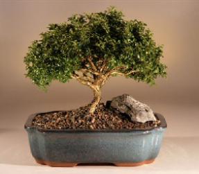 Japanese Kingsville Boxwood Bonsai Tree<br><i>(buxus microphylla 'compacta')</i>