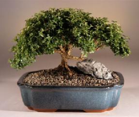 Japanese Kingsville Boxwood Bonsai Tree<br><i>(buxus microphylla 'compacta')</i>