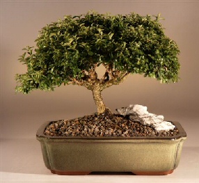 Japanese Kingsville Boxwood Bonsai Tree<br><i>(buxus microphylla 'compacta')</i>