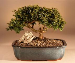 Japanese Kingsville Boxwood Bonsai Tree<br><i>(buxus microphylla 'compacta')</i>