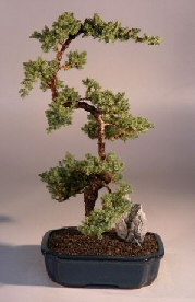 Juniper Karate Kid Bonsai Tree<br><i>(juniper procumbens nana)</i>