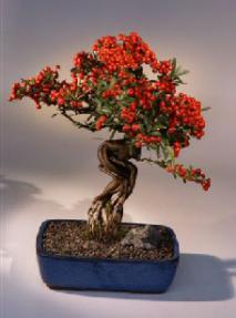 Pyracantha Firethorn - Exposed Roots<br><i>(Coccinea (Lalandii)</i>
