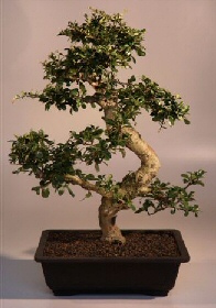 Fukien Tea  Bonsai Tree<br><i>(ehretia microphylla)</i>