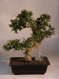 Fukien Tea Bonsai Tree<br><i>(ehretia microphylla)</i>