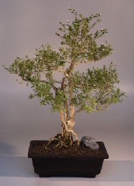 Chinese Flowering White Serissa -  Bonsai Tree of a Thousand Stars<br><i>(serissa japonica)</i>