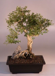 Chinese Flowering White Serissa - Bonsai Tree of  Thousand Stars<br><i>(Serissa Japonica) </i>