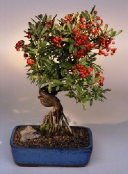 Pyracantha Firethorn - Exposed Roots<br><i>(Coccinea (Lalandii)</i>