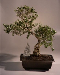 Chinese Flowering White  Serissa - Bonsai Tree of a Thousand Stars<br><i>(serissa japonica)</i>