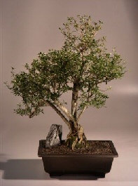 Chinese Flowering White  Serissa - Bonsai Tree of a Thousand Stars<br><i>(serissa japonica)</i>