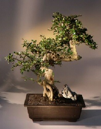 Fukien Tea Bonsai Tree<br><i>(ehretia microphylla)</i>