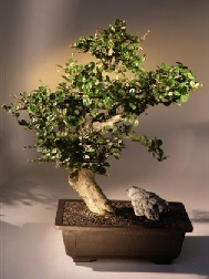 Fukien Tea Bonsai Tree <br><i>(ehretia microphylla)</i>