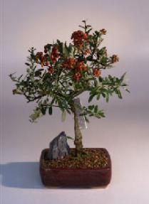 Pyracantha - Firethorn<br><i>(Coccinea (Lalandii