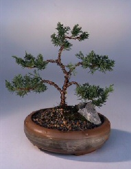 Shimpaku Bonsai Tree<br><i>(shimpaku 'hitoigawa')</i>