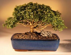 Japanese Kingsville Boxwood Bonsai Tree<br><i>(buxus microphylla 'compacta')</i>