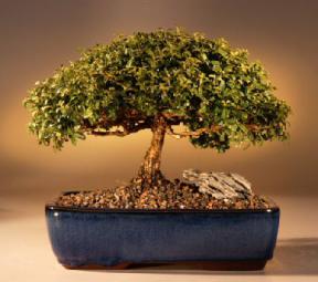 Japanese Kingsville Boxwood Bonsai Tree<br><i>(buxus microphylla 'compacta')</i>