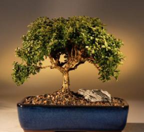 Japanese Kingsville Boxwood Bonsai Tree<br><i>(buxus microphylla 'compacta')</i>