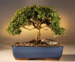 Japanese Kingsville Boxwood Bonsai Tree<br><i>(buxus microphylla 'compacta')</i>