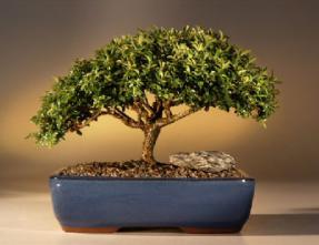 Japanese Kingsville Boxwood Bonsai Tree<br><i>(buxus microphylla 'compacta')</i>