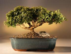 Japanese Kingsville Boxwood Bonsai Tree<br><i>(buxus microphylla 'compacta')</i>