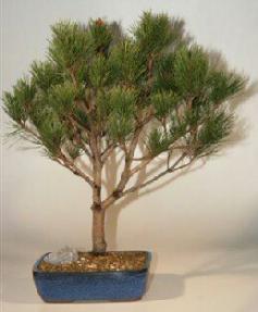 Japanese Red Pine Bonsai Tree -23