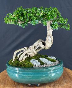 Semi Cascading Flowering Premna Bonsai Tree<br><i>(premna obtusifolia)</i>