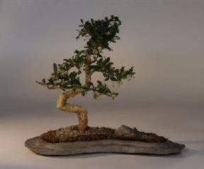 Fukien Tea on a Rock Slab Bonsai Tree<br><i>(ehretia microphylla)</i>