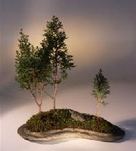 Alaska Cedar on a Rock Slab Bonsai Tree<br><i>(