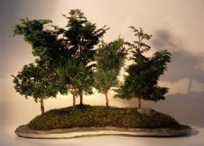 Hinoki Cypress Bonsai Tree on a Rock Slab<br><i> (Chamecyparis Obtusa 