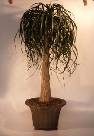 Pony Tail Palm Bonsai Tree<br><i>(beaucamea recurvata)</i>