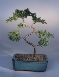 Juniper Karate Kid Bonsai Tree<br><i>(juniper procumbens nana)</i>