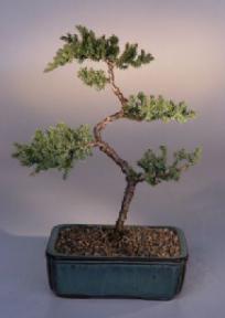 Juniper Karate Kid Bonsai Tree<br><i>(juniper procumbens nana)</i>