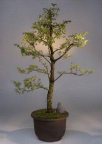 Cork Bark Elm Bonsai Tree<br><i>(ulmus neri)</i>