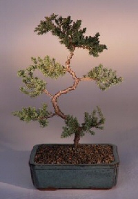 Juniper Karate Kid Bonsai Tree<br><i>(juniper procumbens nana)</i>