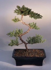 Juniper Karate Kid Bonsai Tree<br><i>(juniper procumbens nana)</i>