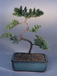 Juniper Karate Kid Bonsai Tree<br><i>(juniper procumbens nana)</i>