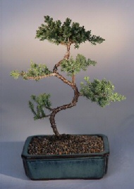 Juniper Karate Kid Bonsai Tree<br><i>(juniper procumbens nana)</i>