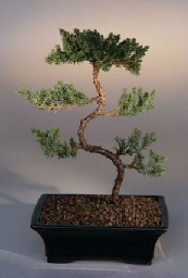 Juniper Karate Kid Bonsai Tree<br><i>(juniper procumbens nana)</i>