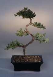 Juniper Karate Kid Bonsai Tree<br><i>(juniper procumbens nana)</i>