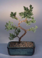 Juniper 