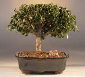 Ficus Too Little<br><i>(ficus benjamina 'too little')</i>