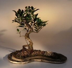 Ficus Retusa on  Rock Slab<br>